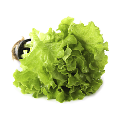 Салат Премиум Глобал 1шт