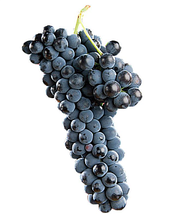 Виноград Изабелла 1кг