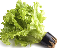 Салат Премиум в горшочке 1уп АМ