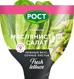 Салат Маслянистый Гранж 1шт